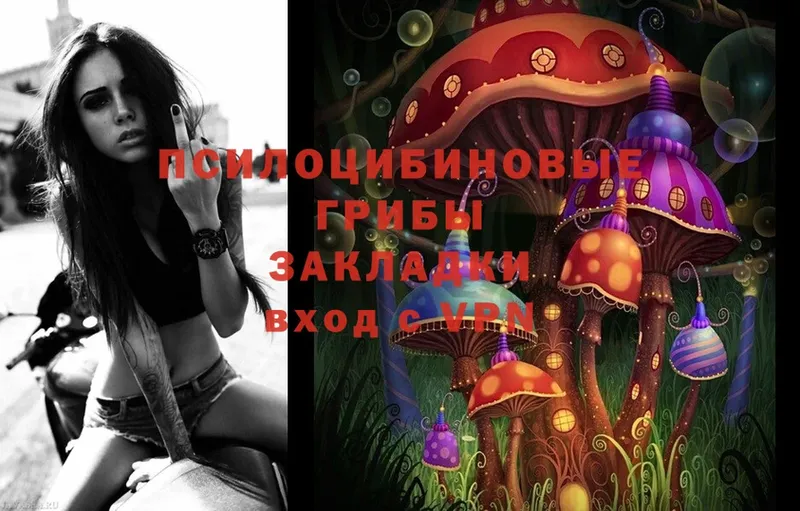 закладки  Белореченск  Псилоцибиновые грибы Psilocybine cubensis 